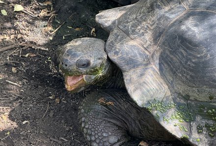 Familienreise Galapagos und Ecuador - Galapagos Family & Teens - Schildkrötenaufzuchtzentrum