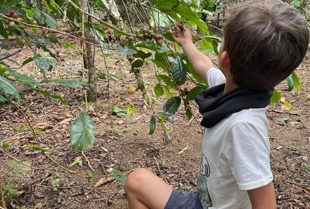 Bali mit Kindern - Bali for family - Kaffeebohnen pflücken