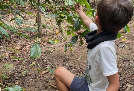 Bali mit Jugendlichen - Java & Bali Family & Teens - Kaffeeplantage - Kind pflückt Kaffeebohnen