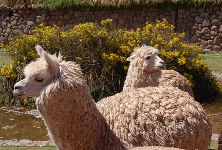 Südamerika Reisen mit Kindern - Peru mit Kindern - Lama