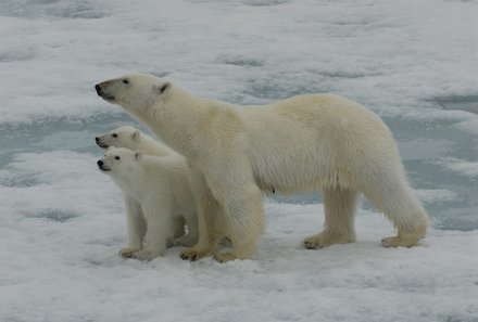 Familienreise Arktis - Arktis Reise mit Jugendlichen - Eisbärfamilie