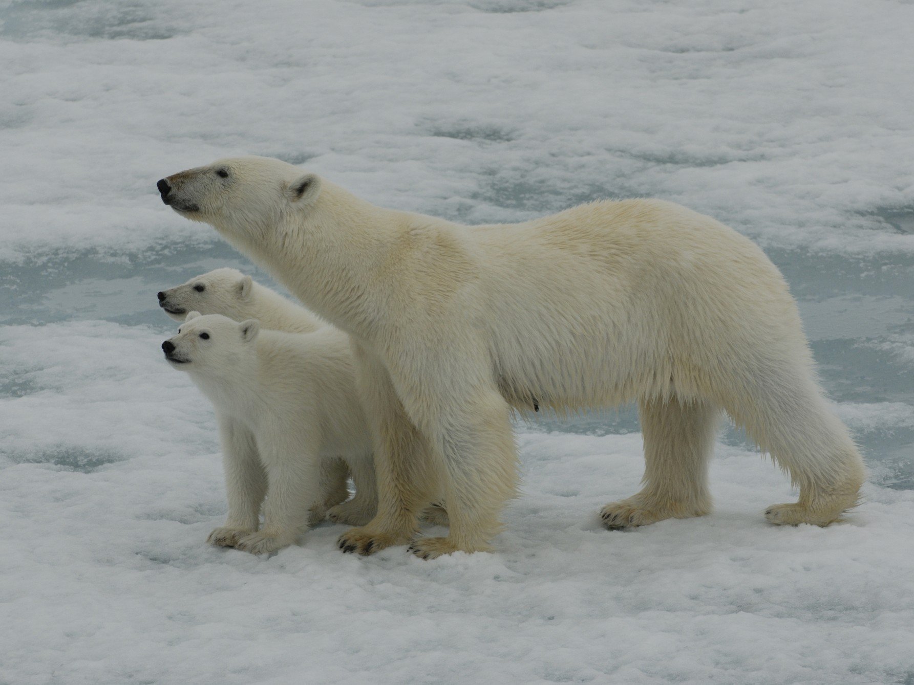 Arktis Familienreise - Arktis Expeditionskreuzfahrt für Familien - Eisbären im Schnee