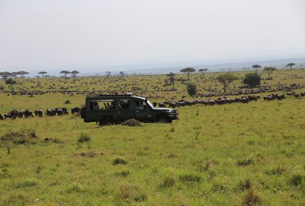 Kenia Familienreise - Kenia for family individuell - Masai Mara & Strand - Masai Mara - Safari-Jeep bei Gnus