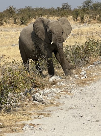 Feedback NAFTAL - Namibia Family & Teens - Sommer 2025 - Elefant Feedback NAFTAL - Namibia Family & Teens - Sommer 2025 - Elefant