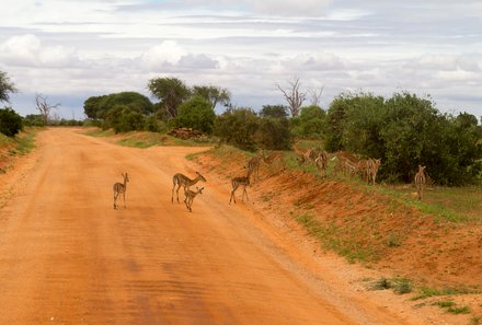 Kenia Familienreise - Kenia for family - Gazellen auf Straße im Tsavo Ost Nationalpark