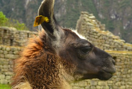 Peru Familienreise - Peru Teens on Tour - Machu Picchu Lama