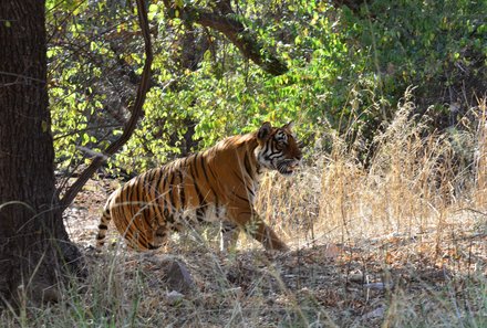Indien for family - Indien Familienreise - Tiger im Nationalpark