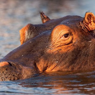 Botswana Familienreise - Flusspferd Nahaufnahme