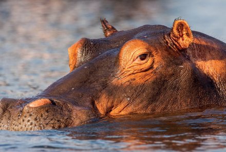 Botswana mit Jugendlichen - Sehenswürdigkeiten in Botswana - Nilpferd