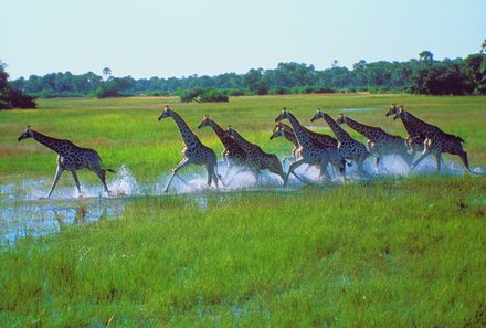 Botswana Familienreise mit Kindern - Botswana Fly-In-Safari individuell - Giraffen