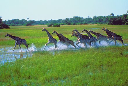 Familienreise Botswana - Botswana Family & Teens - Giraffenherde rennt durch Wasser