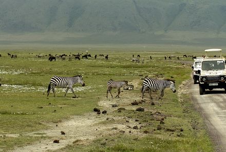 Tansania Familienreise - Tansania Family & Teens individuell - Ngorongoro Krater - Gruppe von Zebras neben weißen Jeep