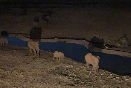 Kenia Familienreise - Kenia for family individuell - Strand & Buschabenteuer - Elefanten abends am Wasserloch
