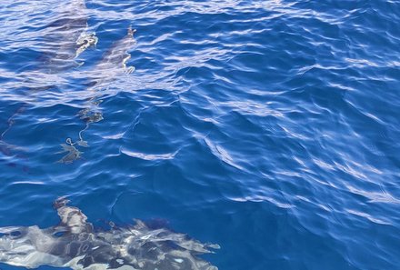 Madeira mit Kindern - Madeira for family - Katamaran-Ausflug - Delfine im Meer