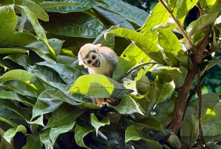 Familienreise Galapagos und Ecuador - Galapagos Family & Teens - Verlängerung Amazonas - Affe