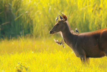 Vietnam Familienreise - Vietnam for family - Nam Cat Nationalpark - Reh