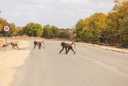 Südafrika Blog Artikel - Affen überqueren die Straße – Südafrika mit Kindern