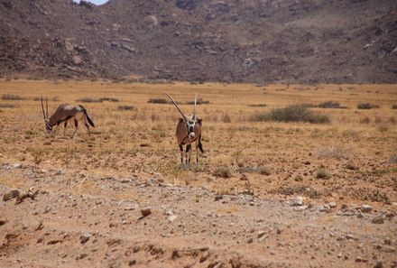 Namibia Familienreise - Oryx Namib Wüste