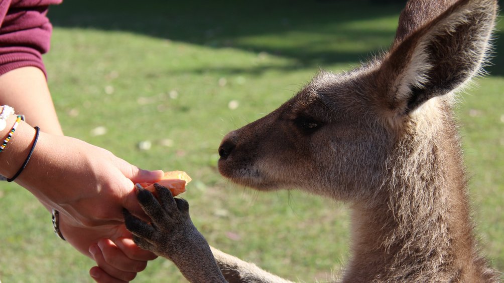 Australien Familienreise - Australien for family - Känguru