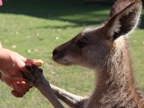 Australien Familienreise - Australien for family - Känguru füttern