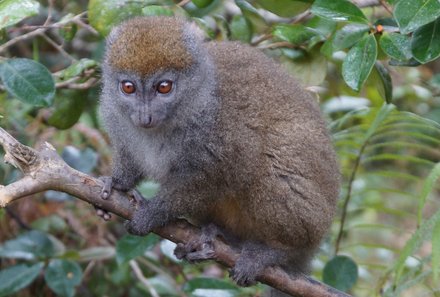 Madagaskar Familienreise - Madagaskar Family & Teens - Goldener Bambuslemur