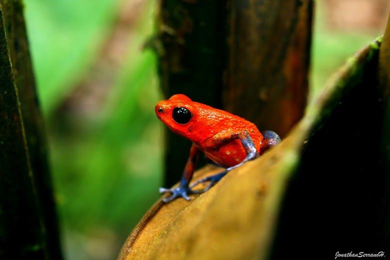 Costa Rica for family - Pfeilgiftfrosch