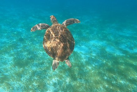 Familienreise Karibik- Karibik for family - Segelreise - Schildkröte