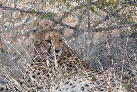 Namibia Familienurlaub - Namibia Family & Teens - Etosha Nationalpark - Leopard im Gebüsch
