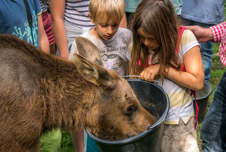 Schweden Familienreise - Aktivurlaub Schweden mit Kindern - Elch füttern
