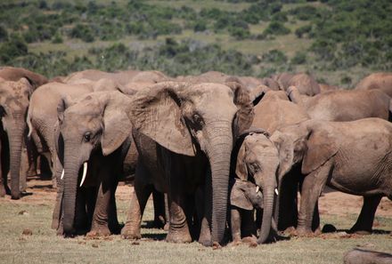 Garden Route mit Kindern Familiensafari - Addo Südafrika Elefantenherde