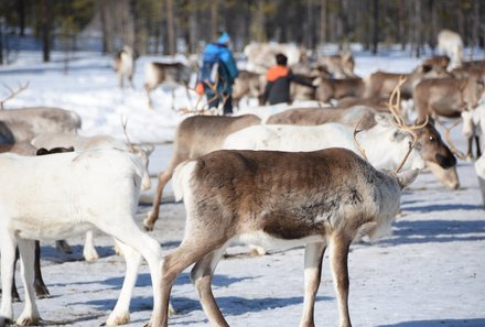 Schweden for family Winter - Rentiersafari - Rentiergehege