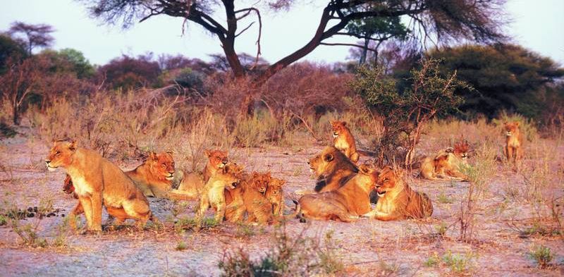 Botswana mit Kindern - Löwenrudel