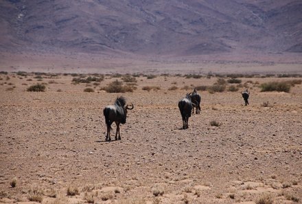 Namibia Familienurlaub - Namibia Family & Teens - Gnus Namib Wüste
