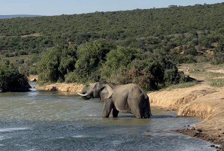 Familienreise Garden Route - Garden Route for family - Addo Elephant Nationalpark - Elefant am Wasser