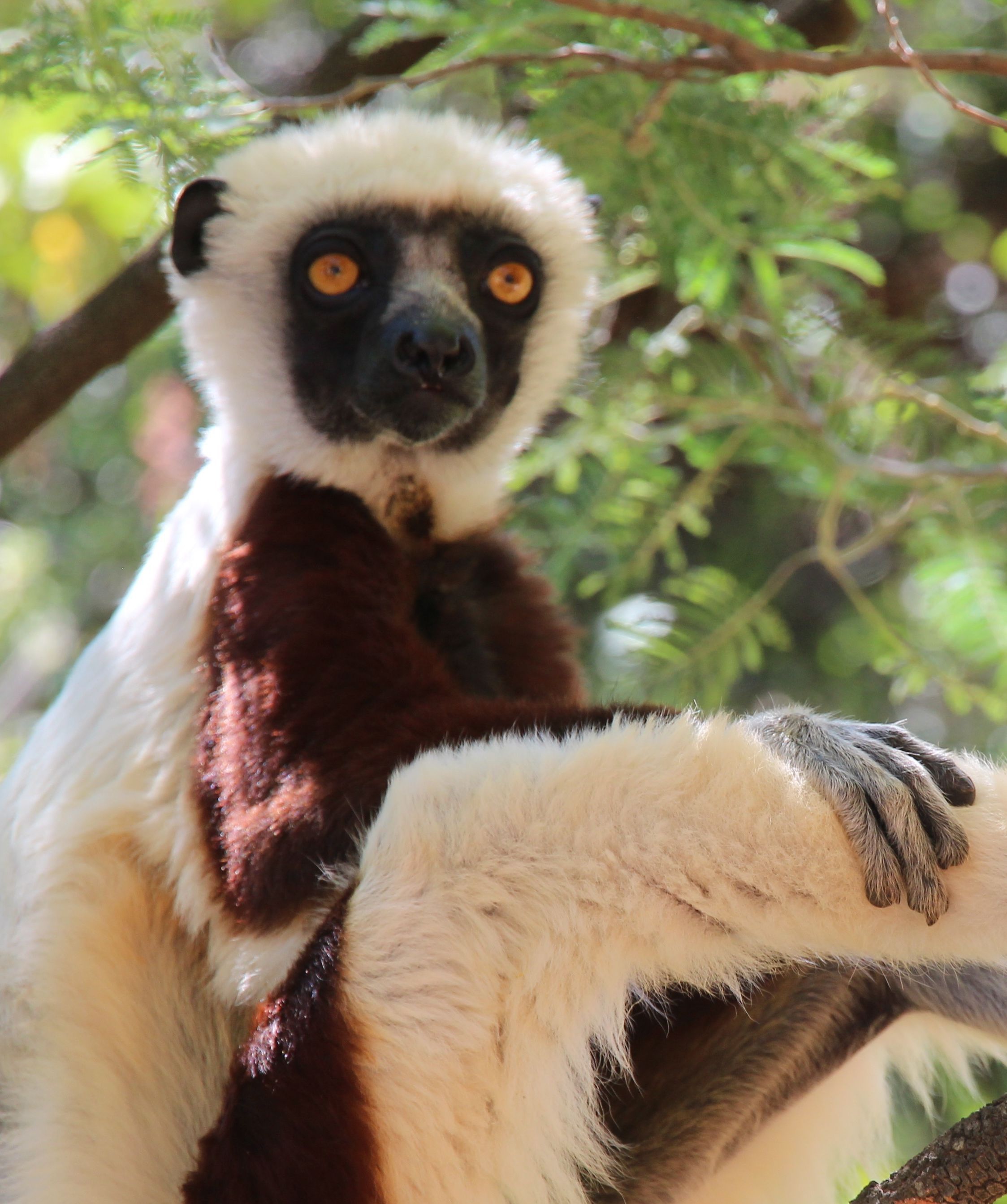 Madagaskar Familienreise - Madagaskar for family - Lemuren
