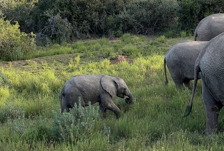 Südafrika Garden Route mit Kindern - Kariega Private Game Reserve - Elefanten