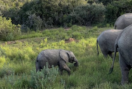 Garden Route Familienreise Verlängerung - Kariega private Game Reserve Main Lodge - Pirschfahrt - Elefanten