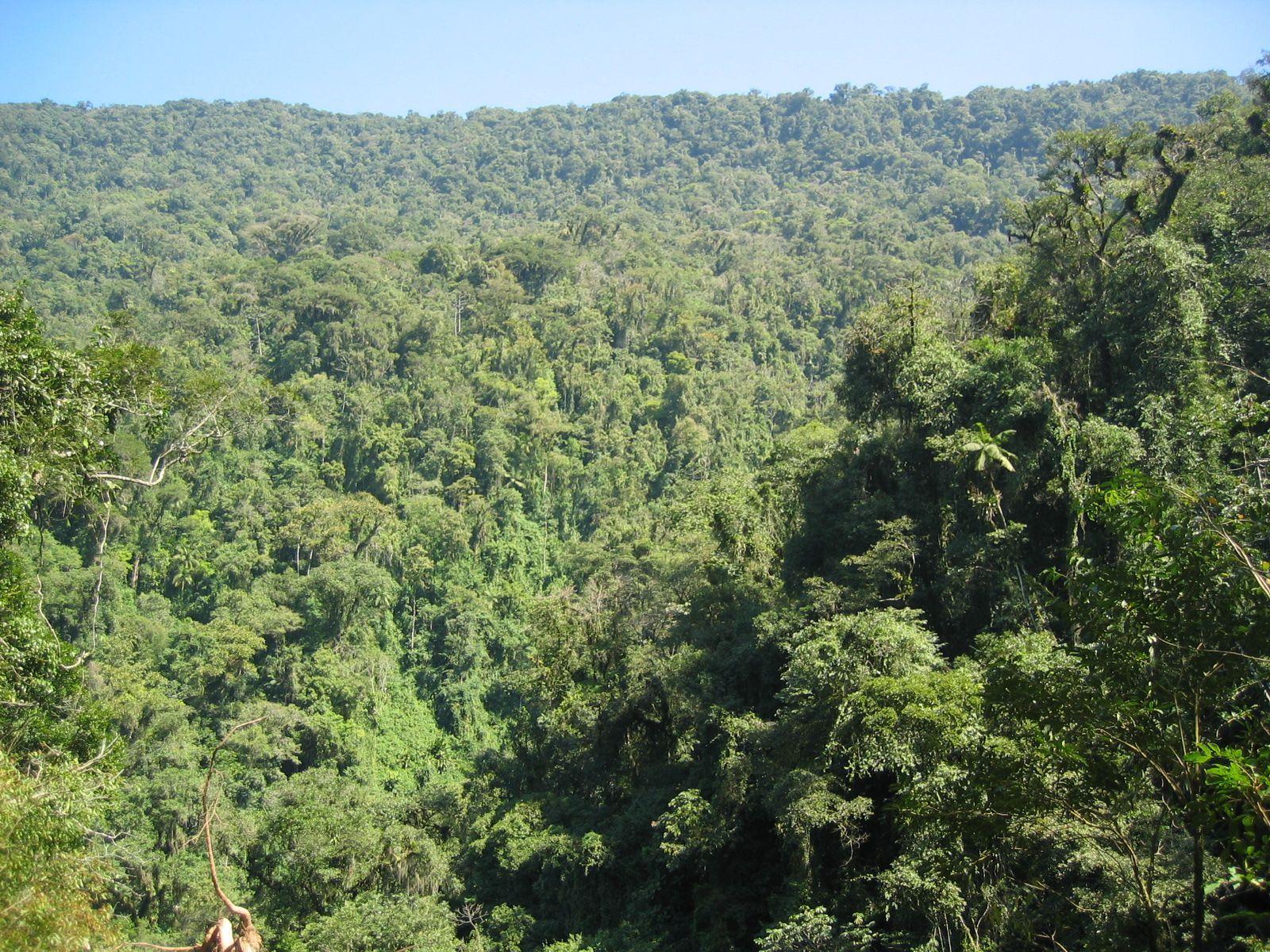 Reisebericht Brasilien - Brasilien mit Kindern - Regenwald