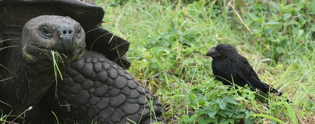 Riesenschildkröte auf den Galapagos Inseln gestorben - Lonesome George