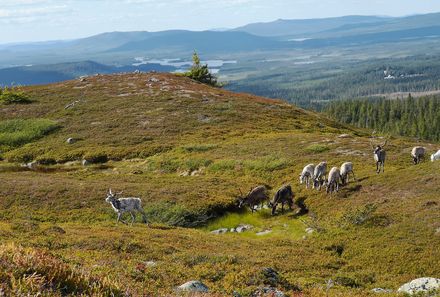 Schweden Familienreise - Schweden for family - Polarkreis - Natur