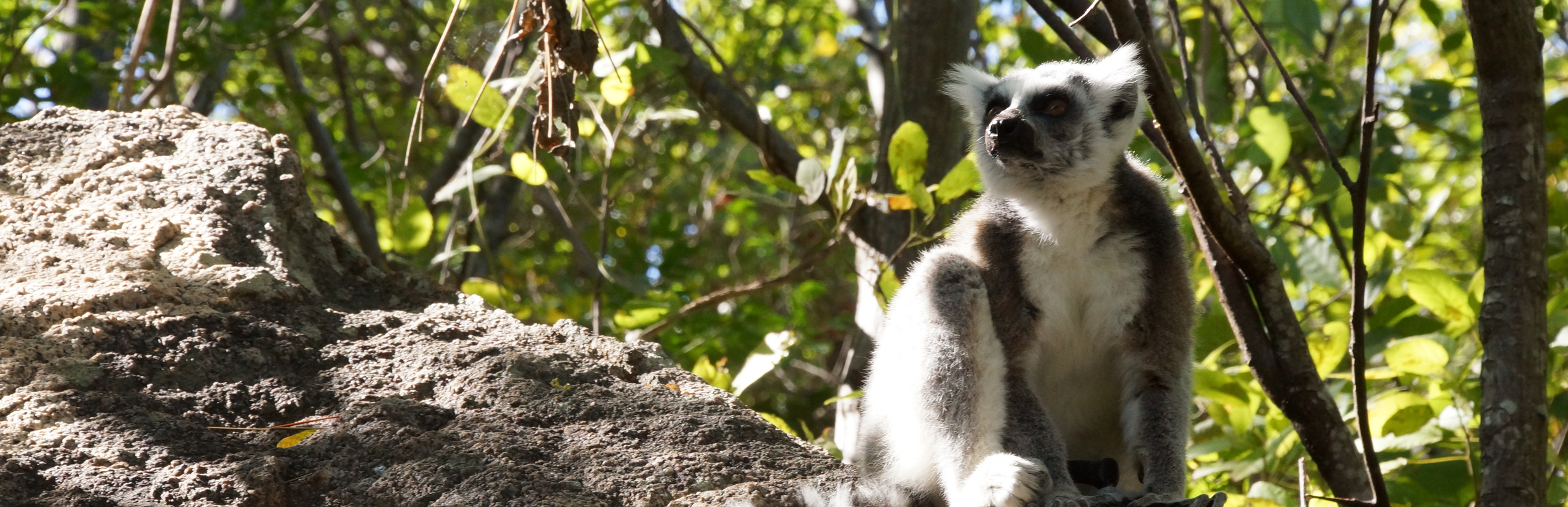 Madagaskar Familienreise - Madagaskar Family & Teens - Lemur sitzt auf Stein