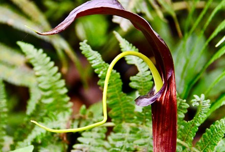 Familienurlaub Malaysia & Borneo - Malaysia & Borneo for family individuell - Pflanze Cameron Highlands