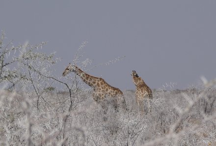 Namibia & Botswana mit Jugendlichen - Namibia & Botswana Family & Teens - Pirschfahrt im Etosha - Giraffen