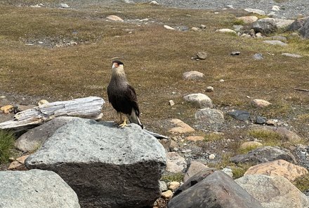 Patagonien mit Jugendlichen - Wandern mit Kindern in Argentinien und Chile - Landschaft mit Adler
