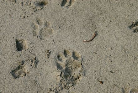 Familienurlaub Nepal - Nepal for family - Chitwan Nationalpark - Tierspuren