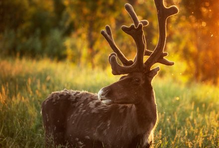 Finnland Familienreise - Finnland Family & Teens Summer - Tiere in Finnland