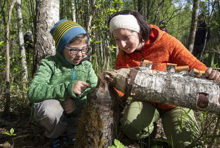 Familienurlaub Estland - Estland for family - gebrochener Baum