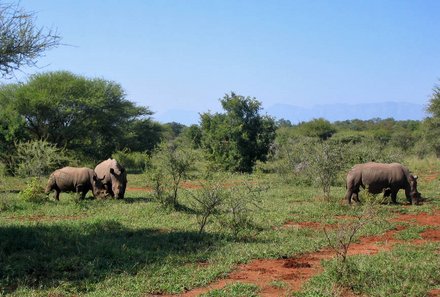 Namibia mit Jugendlichen - Breitmaulnashörner im Mahango Game Reserve - Otjiwarongo