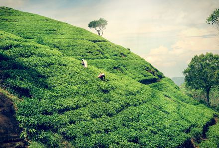 Sri Lanka Familienreise - Sri Lanka Summer for family - Teeplantage