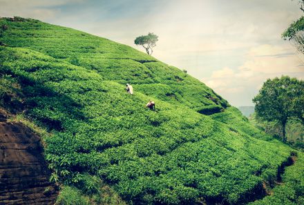 Sri Lanka Sommerurlaub mit Kindern - grüne Teeplantage